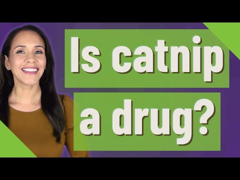 Is catnip a drug?