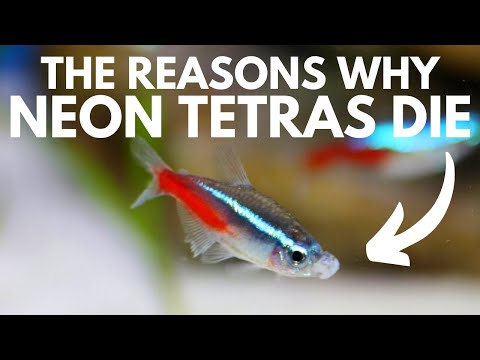 YouTube video about: Can tetra fish live without a filter?