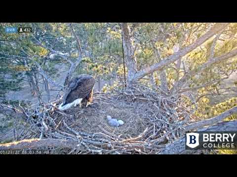 BERRY COLLEGE EAGLES~8:00 AM-Mom Returns From Break_1.23.22
