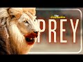 PREY (2024) | Official Trailer