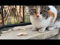 Sweet Tabby Cats And Kittens Are Meowing Loudly Because They Are Hungry