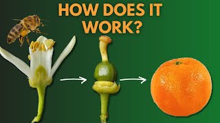 Learn How Pollination and Double Fertilization Work| Reproduction of Flowering Plants