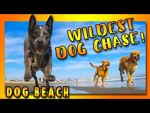 🌴Epic 5 Dog Chase on 🐕⛱️ DOG BEACH, plus a HuskyPoo (Husky Doodle?)! [DOG BEACH CRUISE CUT] in 4K