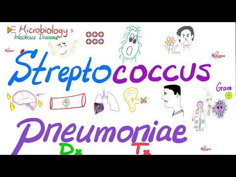 Streptococcus pneumoniae - Diagnosis & Treatment - Microbiology 🧫 & Infectious Diseases 🦠