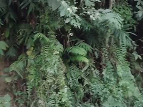 Our recent visit to RaniBari tea estate in North Tripura district-part 1 🌿🌿🌿