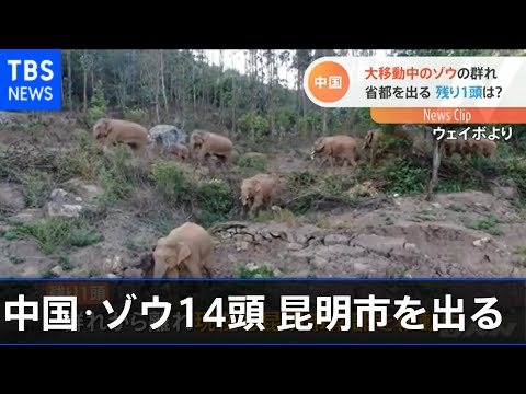 14 elefantes deixam Kunming, na China; um ainda permanece