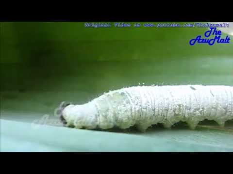 download lagu mp3 mp4 Banana Caterpillar, download lagu Banana Caterpillar gratis, unduh video klip Banana Caterpillar