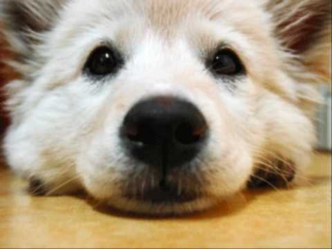 Seu Pensamento. Adriana Calcanhoto.