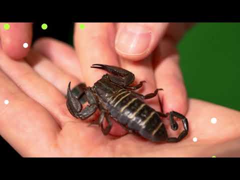 1st YouTube video about how long can a scorpion hold its breath