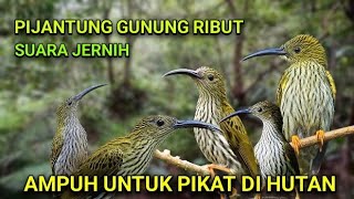 Download lagu SUARA PIKAT PIJANTUNG GUNUNG SUPER AMPUH SUARA JERNIH mp3 Download lagu SUARA PIKAT PIJANTUNG GUNUNG SUPER AMPUH SUARA JERNIH mp3