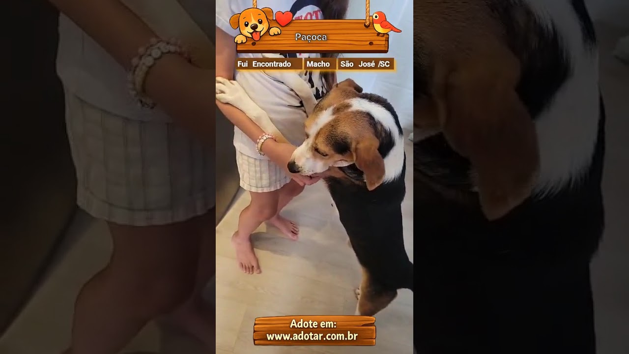 Cachorro raça SRD-ViraLata idade 6 ou mais anos nome Paçoca