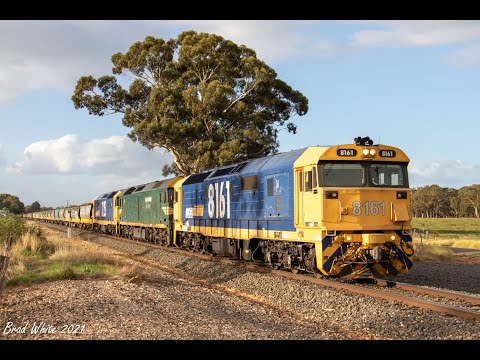 8161, G539 and 8125 at Maryborough on 7936V Birchip grain- 10/4/21