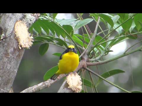 Thick-billed Euphonia