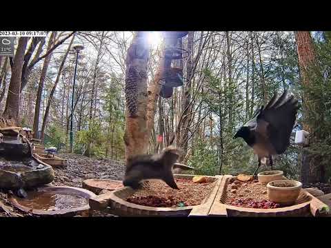 Wrona siwa nie ma dobrej passy...🖤The hooded crow isn't having a good run....