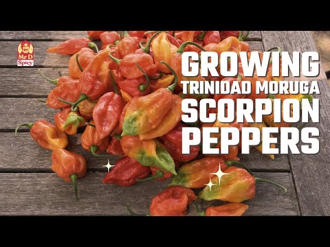 Growing Trinidad Moruga Scorpion Pepper