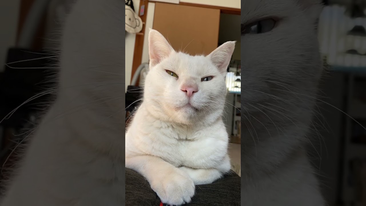 穏やかなモロ #もののけ姫 #猫のいる暮らし