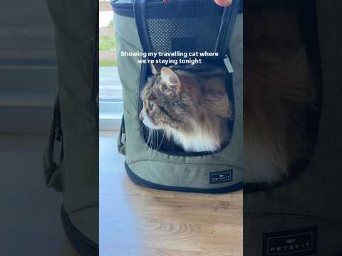 The inside is nice, let's see the outside #cats #pets #travelling #airbnb