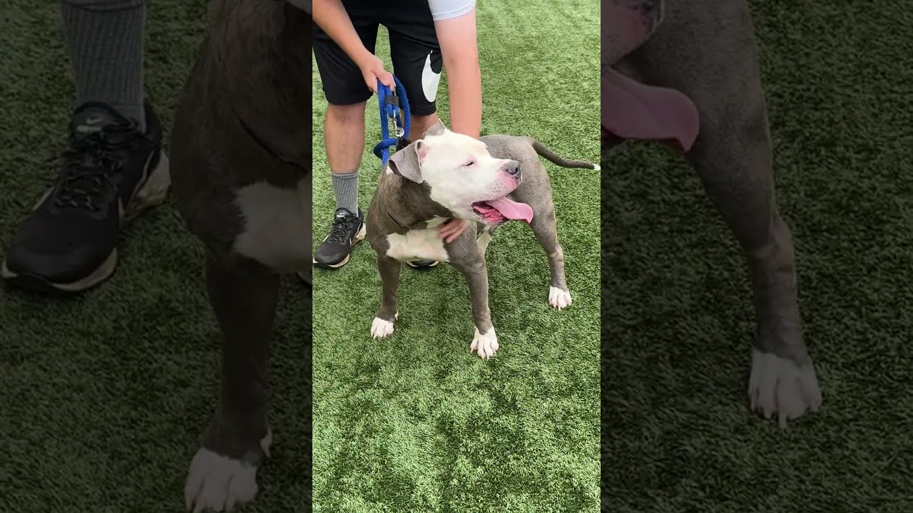 Enlarge MOTO MOTO - Lives up to the name PLS WATCH HIS VIDEO, a Adoptable American Staffordshire Terrier in Clifton, NJ video 6/6