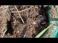 Ants Infest Sentricon® Termite Station in Manahawkin, NJ
