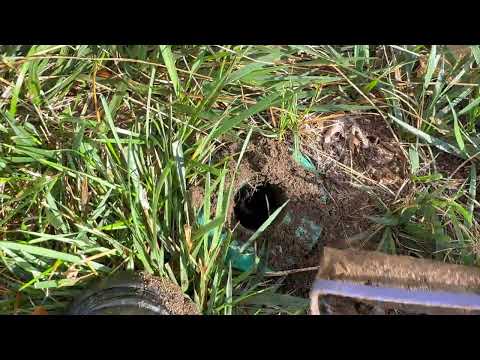 Ants Infest Sentricon® Termite Station in Manahawkin, NJ