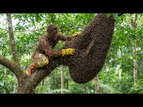 Solo Harvesting Massive Honeycomb on a 70m Tree (No Safety Gear)