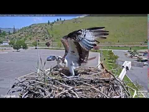 Friend or foe, male or female, who flies over Iris' nest? Reg and slo-mo 2019 05 29 22 14 13 606