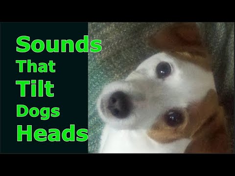 Sounds That Tilt Dogs Heads ~ Sounds Dogs Love Most