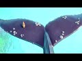 The Snail Sets Sail On The Whales Tail! | Gruffalo World:  Snail & The Whale