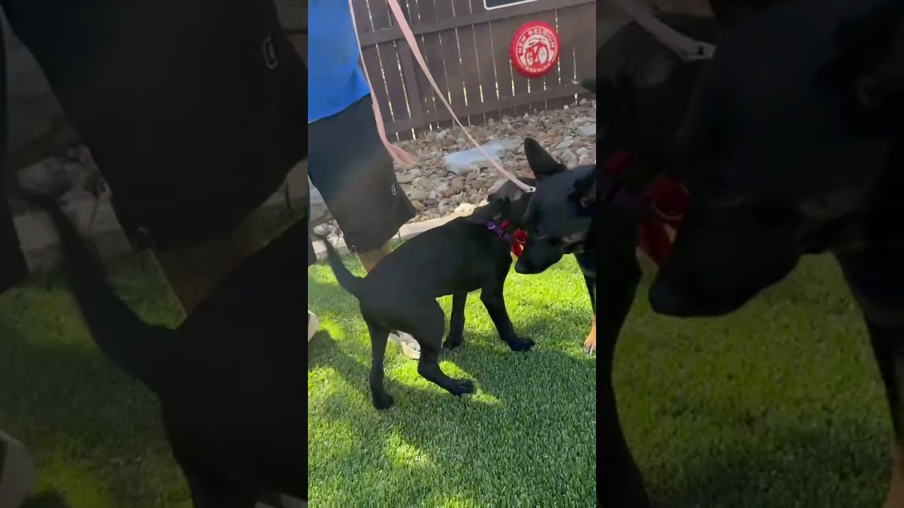 Yogi, an adoptable mixed breed in Southport, CT video 2/5