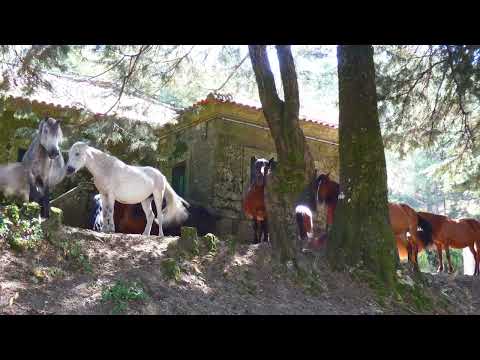 Cavalos selvagens abrigam-se do sol abrasador do meio dia de Verão