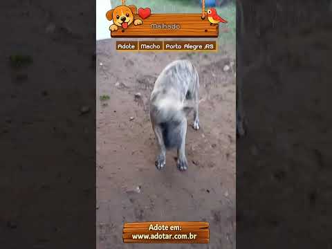 Vídeo de Malhado