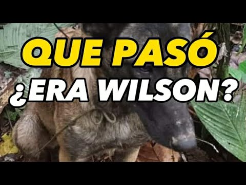 #URGENTE 😱 ¿El perro encontrado era #wilson?