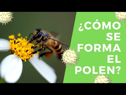 ¿Cómo se forma el polen?    Androceo