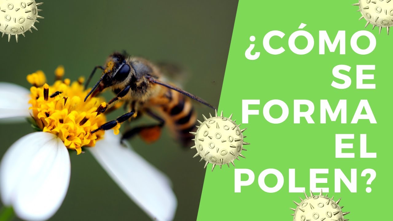 ¿Cómo se forma el polen?    Androceo