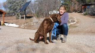 Train your Dog to Come EVERYTIME You Call! Recall part 1