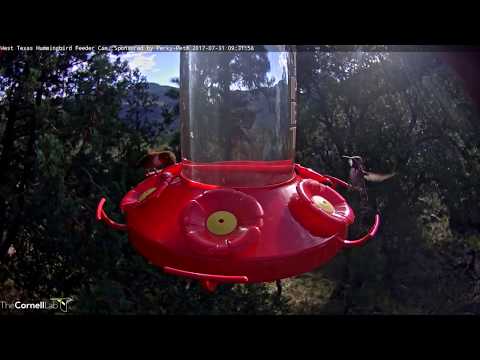 Male Calliope Hummingbird Has Two Quick Sips in West Texas – July 31, 2017