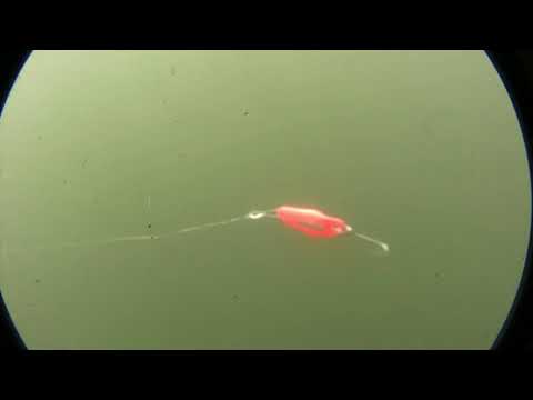 Mack's Lure | UV Magic™ Imperial Spoon | Underwater Action