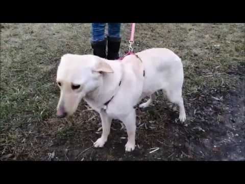 Rabea, liebe Mischlingsdame, ca. 2 Jahre