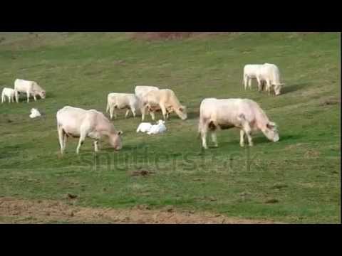 Genien-Polka(francaise),Op.20