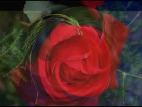 Serdar AYYILDIZ feat Seren UZUN Pulim