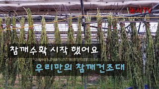 참깨재배-참깨 수확과 건조 [농사TV]