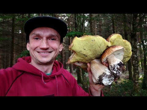 Mushroom hunting #110 Giant Boletus and full baskets... SHOCK!