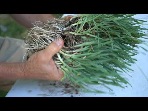 Preserving your family's ornamentals from vegetative propagation