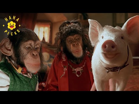 Babe Meets the Monkeys | Babe: Pig in the City