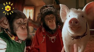 Download lagu Babe Meets the Monkeys | Babe: Pig in the City mp3