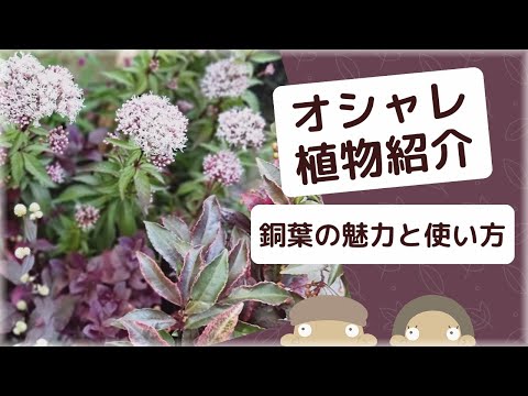 ローゼンヴァルトマイスター 植物