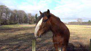 preview picture of video 'Clydesdale Horse Scone Palace By Perth Perthshire Scotland'