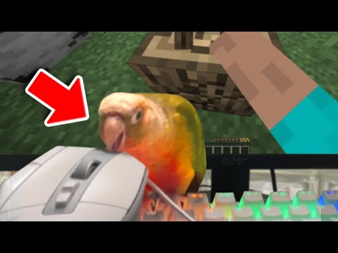 I Taught My Bird How To Play Minecraft