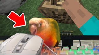 I Taught My Bird How To Play Minecraft