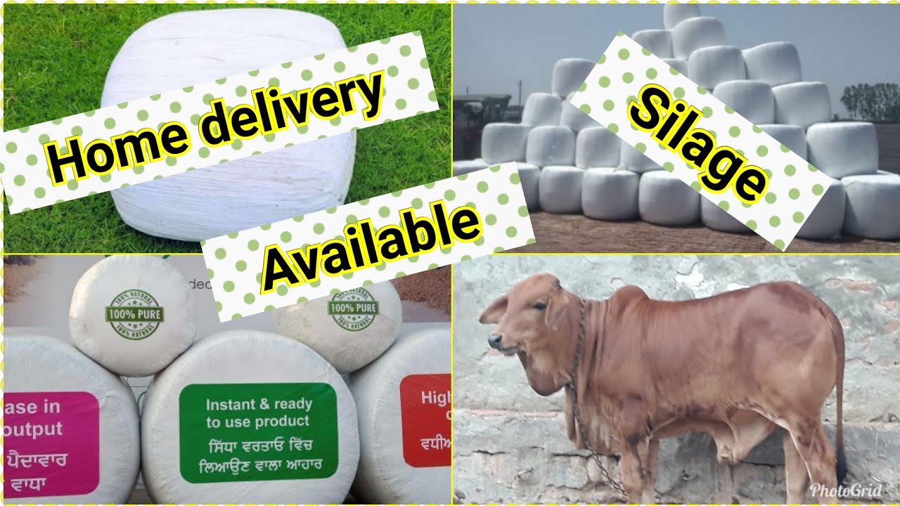 Silage Available Home delivery मक्के का आचार अब  हर घर, हर डेयरी , #Silage